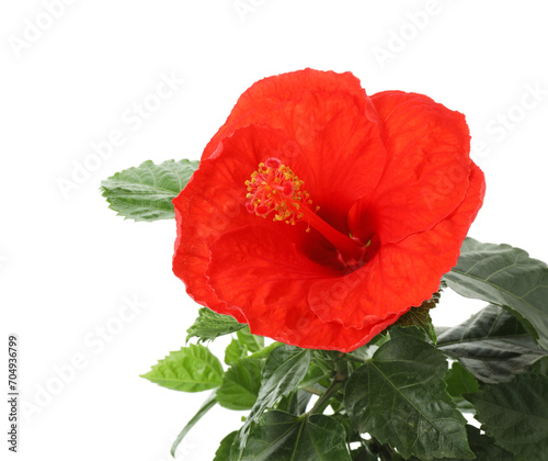 Beautiful red hibiscus flower and green leaves isolated on white