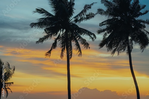 coconut tree silhouette at sunset on the beach in the golden hour.