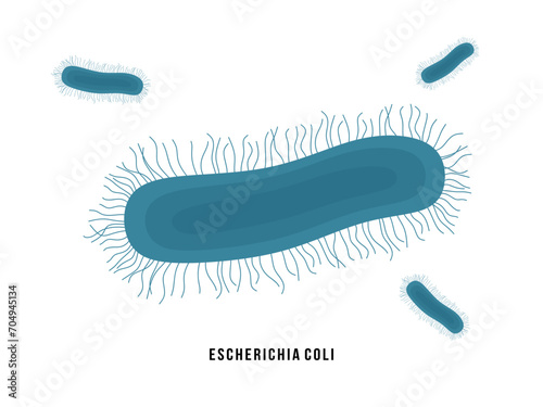 Escherichia coli bacteria, usually found in lower intestines of warm blooded organisms. E. coli bacterium, widespread species of gram-negative rod shaped bacteria. Flat vector illustration isolated