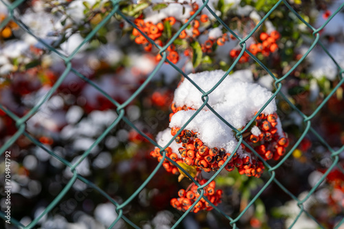 Pyracantha coccinear in winter