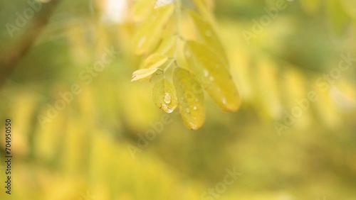Close up of acacia bright yellow leaves with rain drops moving on wind. Water drops of morning dew on branches leaves of black locust tree. Robinia pseudoacacia. Nature autumn background. photo