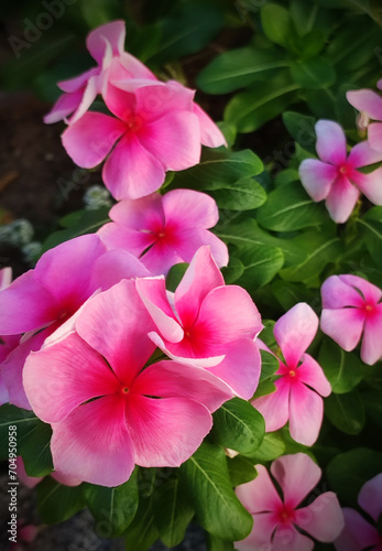 Closeup of pink flowers in a garden