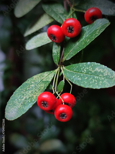 Detail of holly with green leaves on dark background