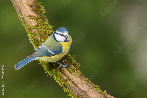 Eurasian blue tit (Parus caeruleus) sitting on the branch covered with green moss, wildlife, Slovakia
 photo