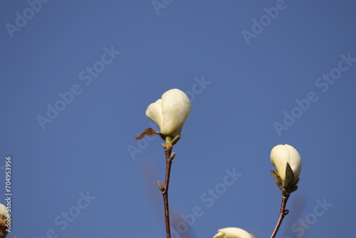 ハクモクレンの蕾