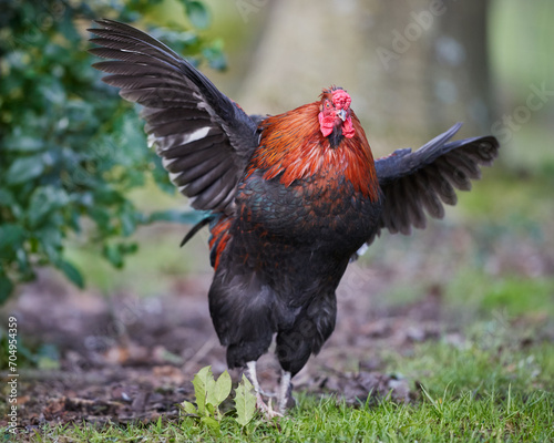 Red rooster spreads his wings in garden