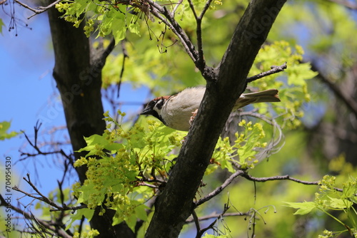 新緑とスズメ