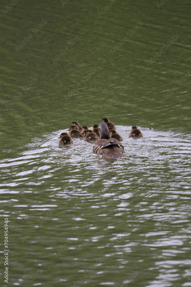 Fototapeta premium オシドリの親子