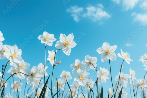  a close up of a bunch of flowers in a field with a blue sky in the background and a blue sky in the background.