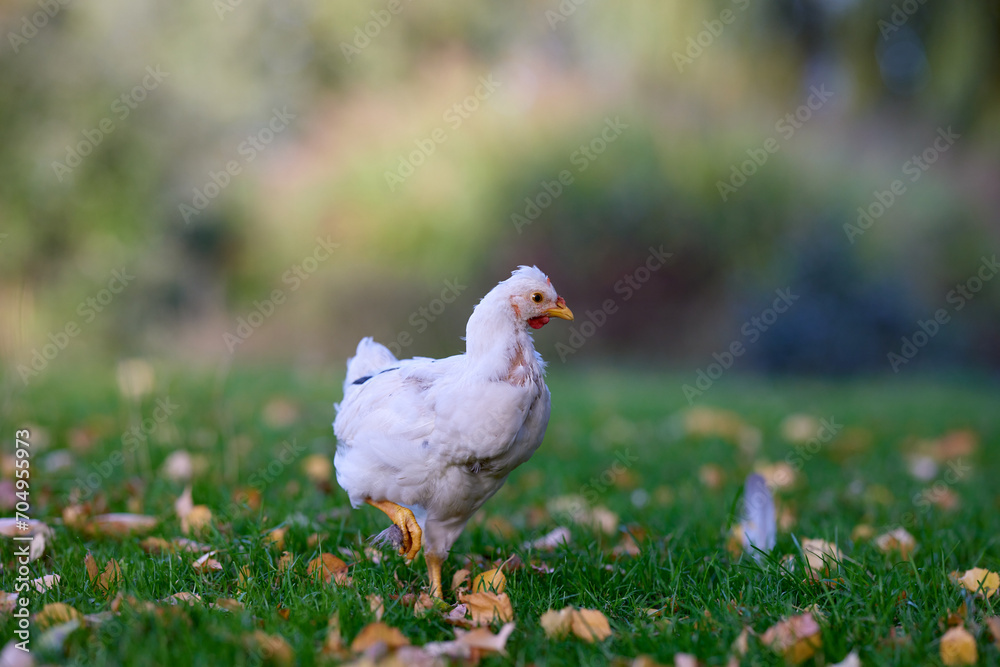 Fototapeta premium Young white chick wanders free in garden