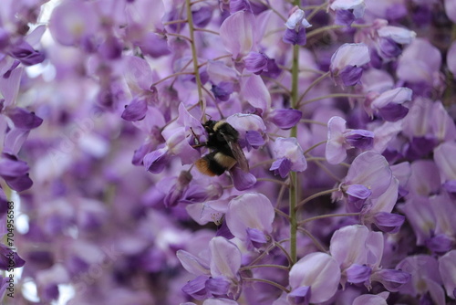 蜂と藤の花