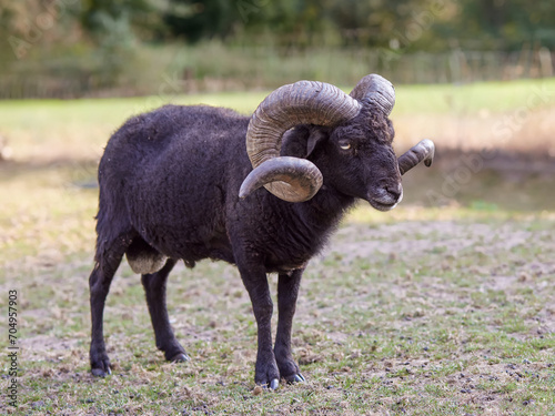 Brown ouessant sheep ram on meadow photo