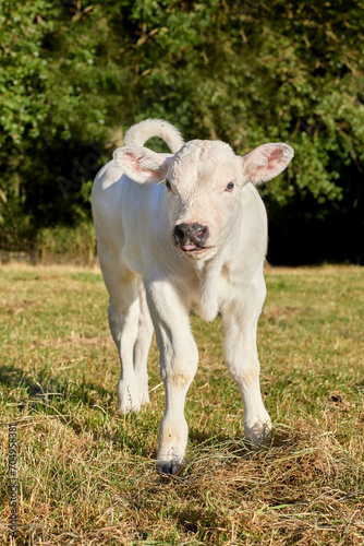 Young white cow on meadow © erwin