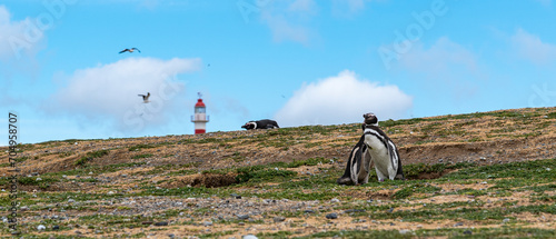 Penguin Reserve at Magdalena island in the Strait of Magellan.  photo