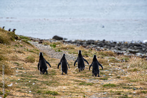 Penguin Reserve at Magdalena island in the Strait of Magellan. 