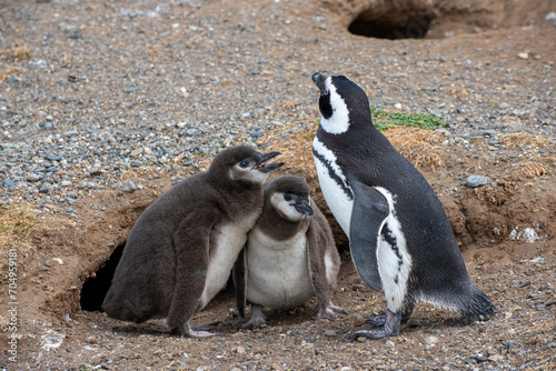Penguin Reserve at Magdalena island in the Strait of Magellan. 