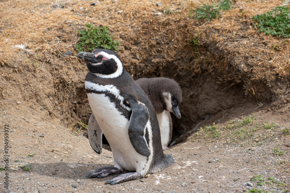 Naklejka premium Penguin Reserve at Magdalena island in the Strait of Magellan.