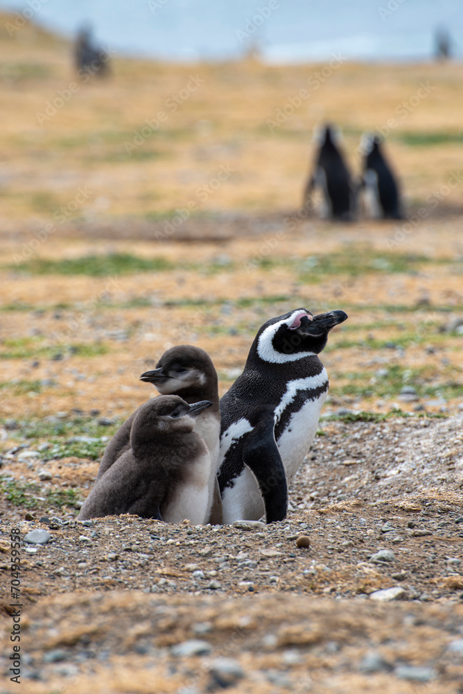 Penguin Reserve at Magdalena island in the Strait of Magellan. Penguin Reserve at Magdalena island in the Strait of Magellan.