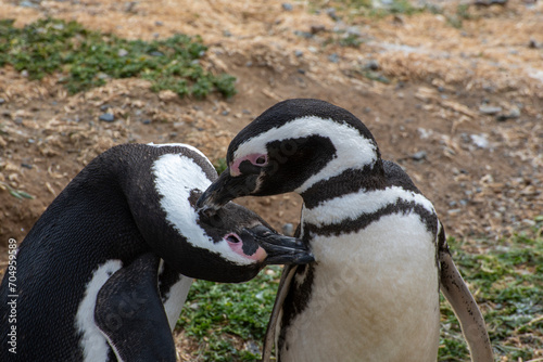 Fototapeta Naklejka Na Ścianę i Meble -  Penguin Reserve at Magdalena island in the Strait of Magellan. 