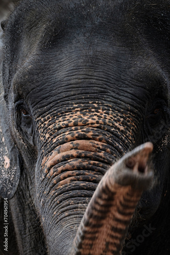 asian elephant with trunk up, Thailand photo