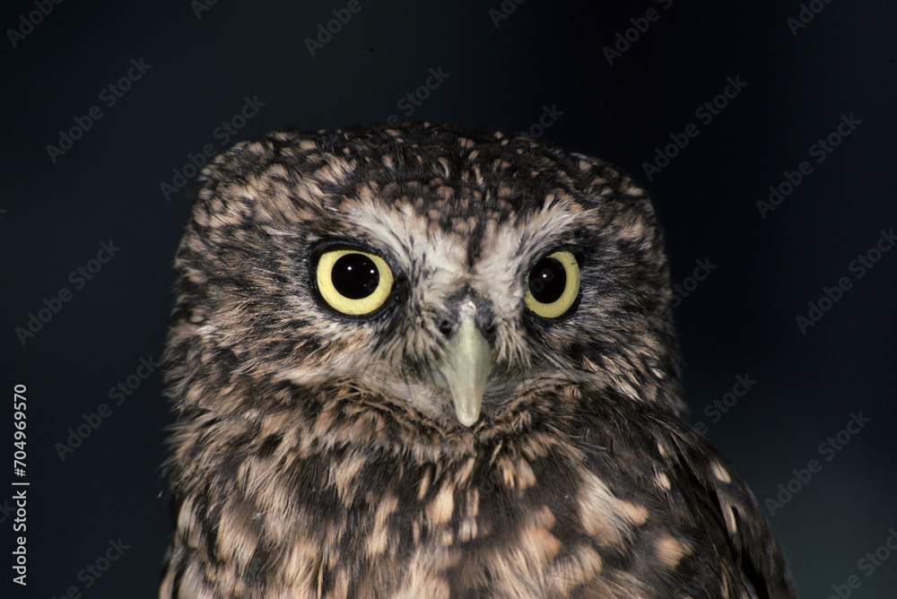 common owl Civetta Athene noctua common owl Civetta Athene noctua