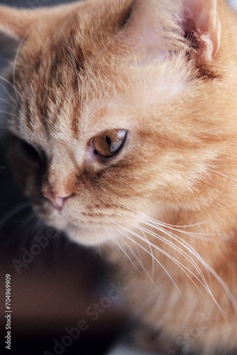 a beautiful adult ginger cat with bright amber eyes. close-up portrait of an adult cat with amber eyes. beautiful purebred cat close up