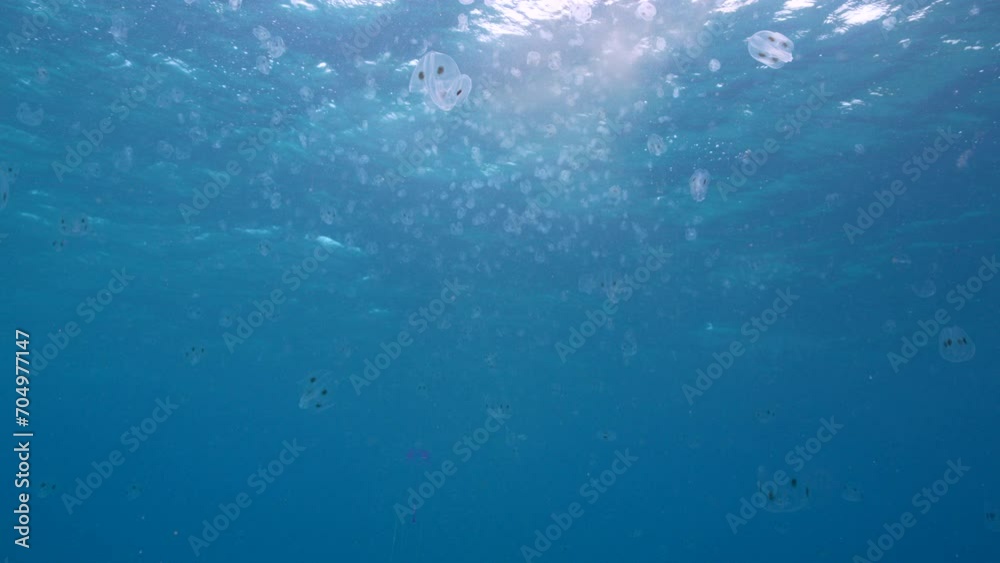 Smack of Jellyfish in the Caribbean Sea - super slow motion 4K 120fps
