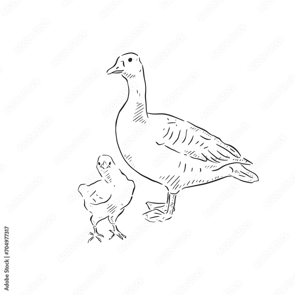 A line drawn illustration of a mother and baby goose. Each animal is an individual eps and can be used separately. Vectorised for a range of uses in a sketchy style. A line drawn illustration of a mother and baby goose. Each animal is an individual eps and can be used separately. Vectorised for a range of uses in a sketchy style.