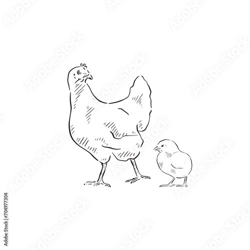 A line drawn illustration of a chicken and chick. Each animal is an individual eps and can be used separately. Vectorised for a range of uses in a sketchy style.