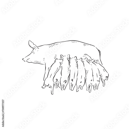 A line drawn illustration of a mother pig and eight suckling piglets. Hand drawn and vectorised.