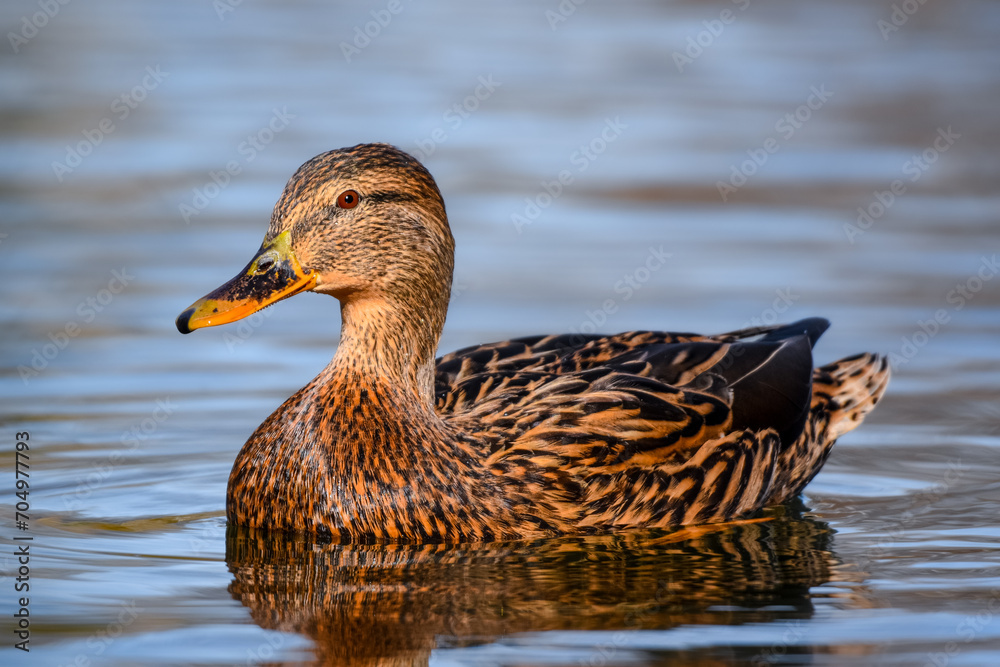 Female Mallard duck on the water - Anas platyrhynchos Female Mallard duck on the water - Anas platyrhynchos