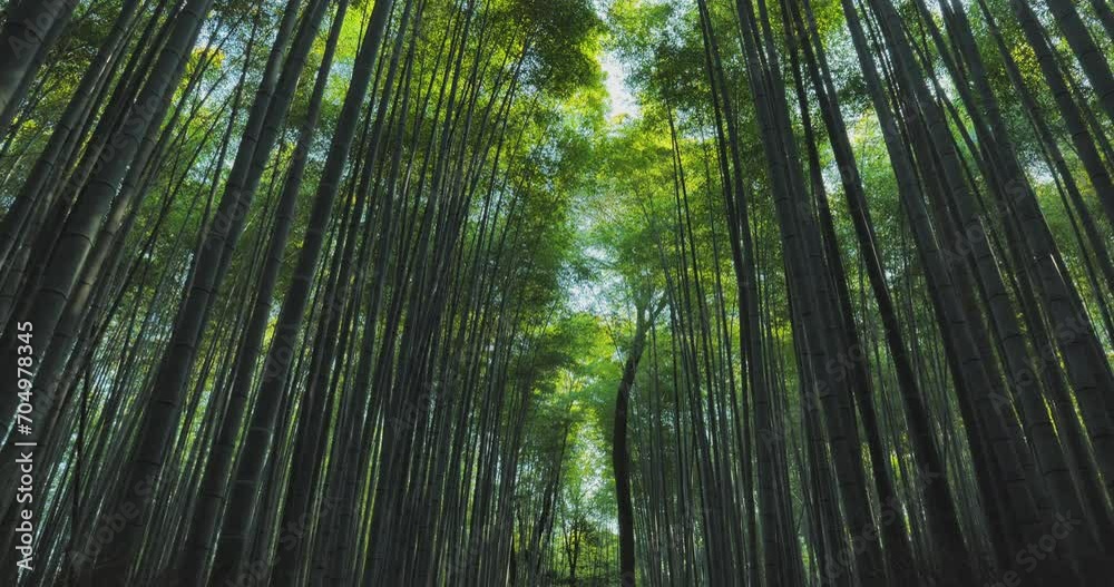 bamboo forest trees walking through wood camera looking upward down to top view arashiyama kyoto japan