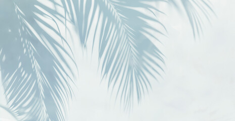 Abstract silhouette shadow white background of natural leaves tree branch falling on wall.  blurry shadow of tropical leaves morning sun light.
