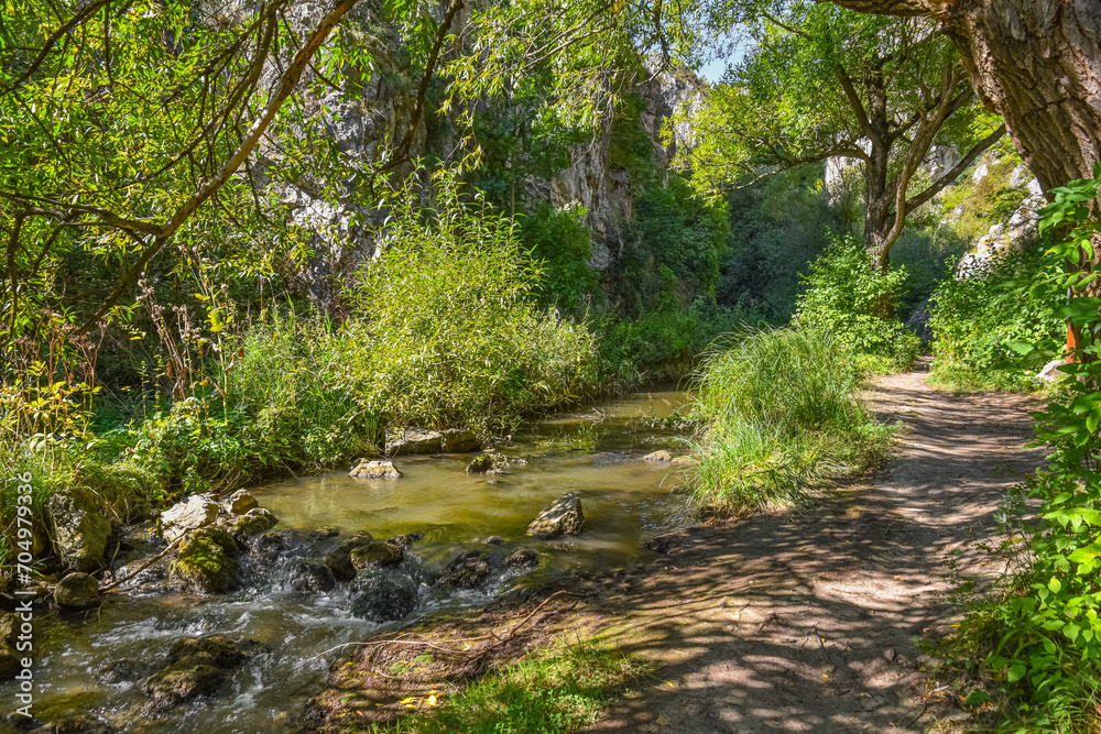 Fototapeta premium River flowing through the forest landscape - Cheile Turenilor , Romania