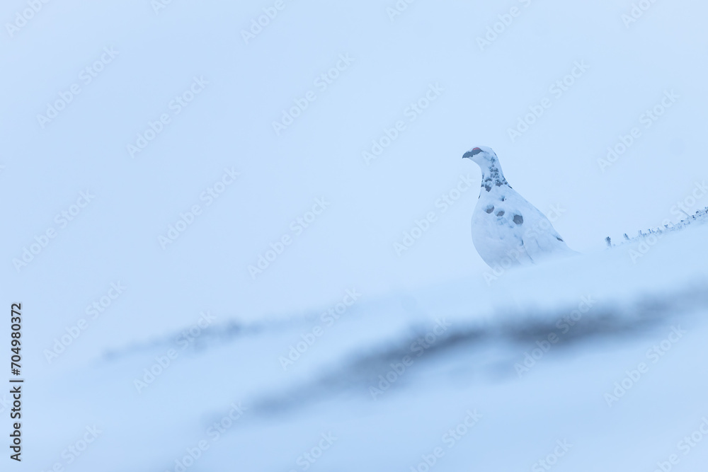 Rock ptarmigan (Lagopus muta) in the snow on a winter day, Cairngorms, Scotland Rock ptarmigan (Lagopus muta) in the snow on a winter day, Cairngorms, Scotland