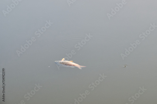 Dead fish swims on the surface of the water, pestilence of fish