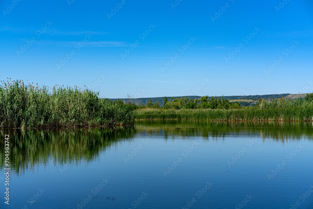 Different images of reeds on the river.