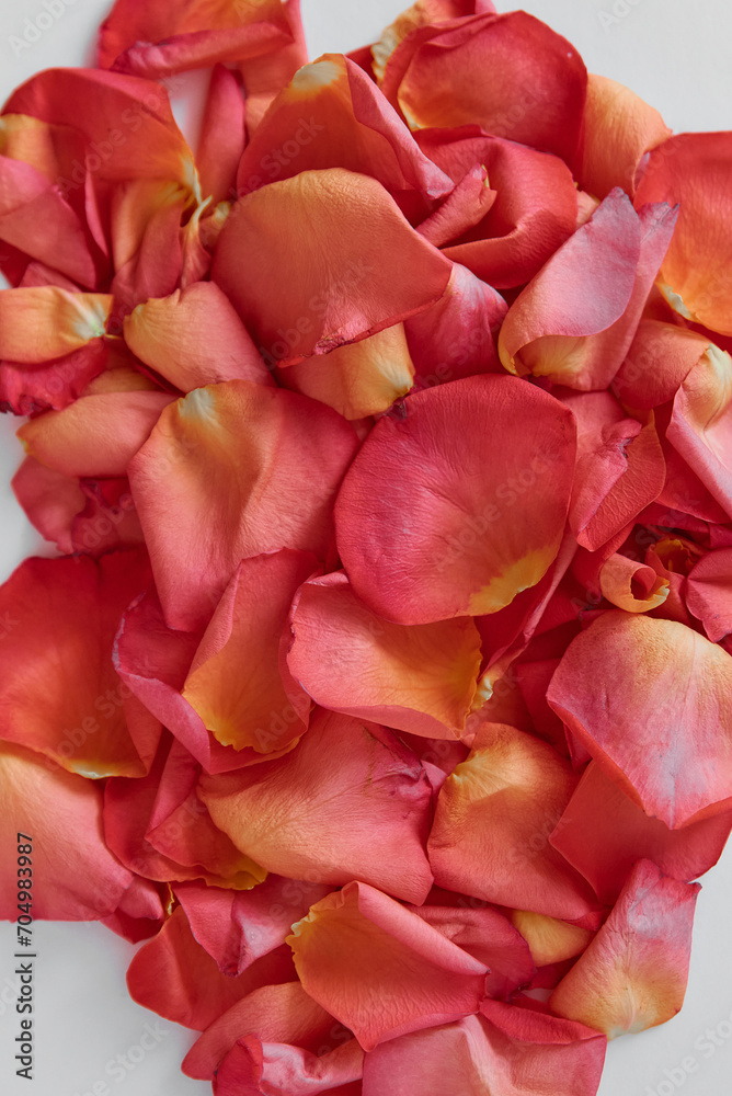 rose petals lie on a white background. a bunch of pink and orange rose petals