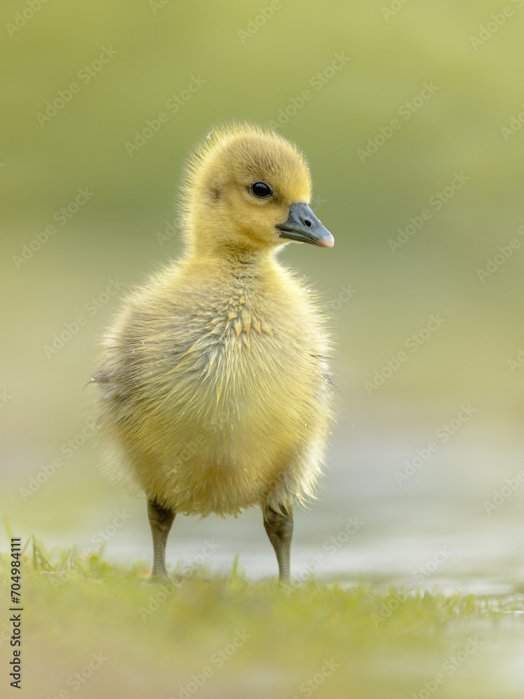 Graugans (Anser anser), Portrait Graugans (Anser anser), Portrait