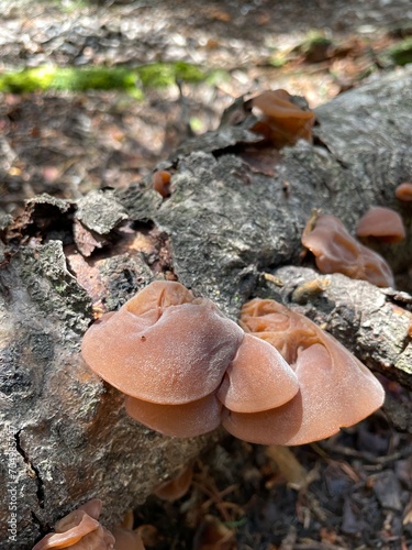 woodear mushrooms growing on a log in the Colorado Rocky Mountains photo