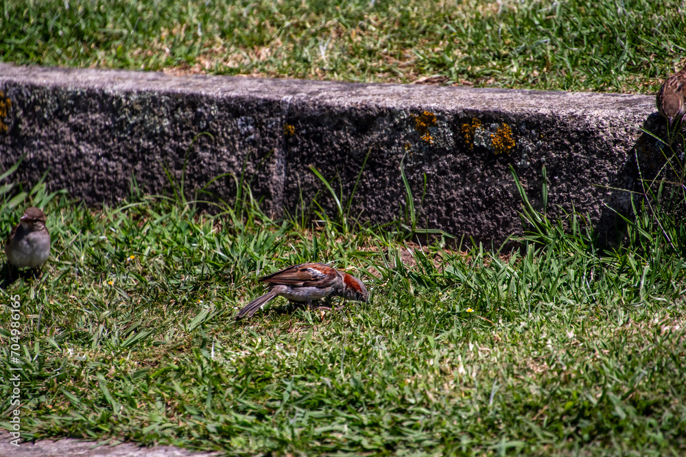 Pájaros en Cangas de Morrazo, Galicia. Pájaros en Cangas de Morrazo, Galicia.