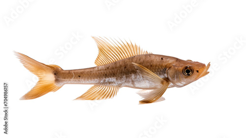 Apogonidae fish isolated on a transparent background photo