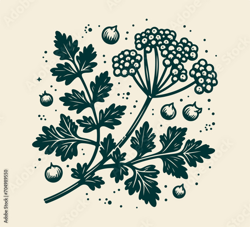coriander leaf hand drawn vector  photo