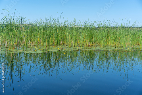 Different images of reeds on the river.
