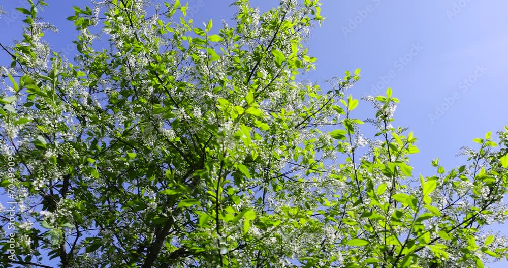 a flowering cherry tree in the spring season, a spring park with cherry trees with flowers and with the first green foliage in sunny weather a flowering cherry tree in the spring season, a spring park with cherry trees with flowers and with the first green foliage in sunny weather