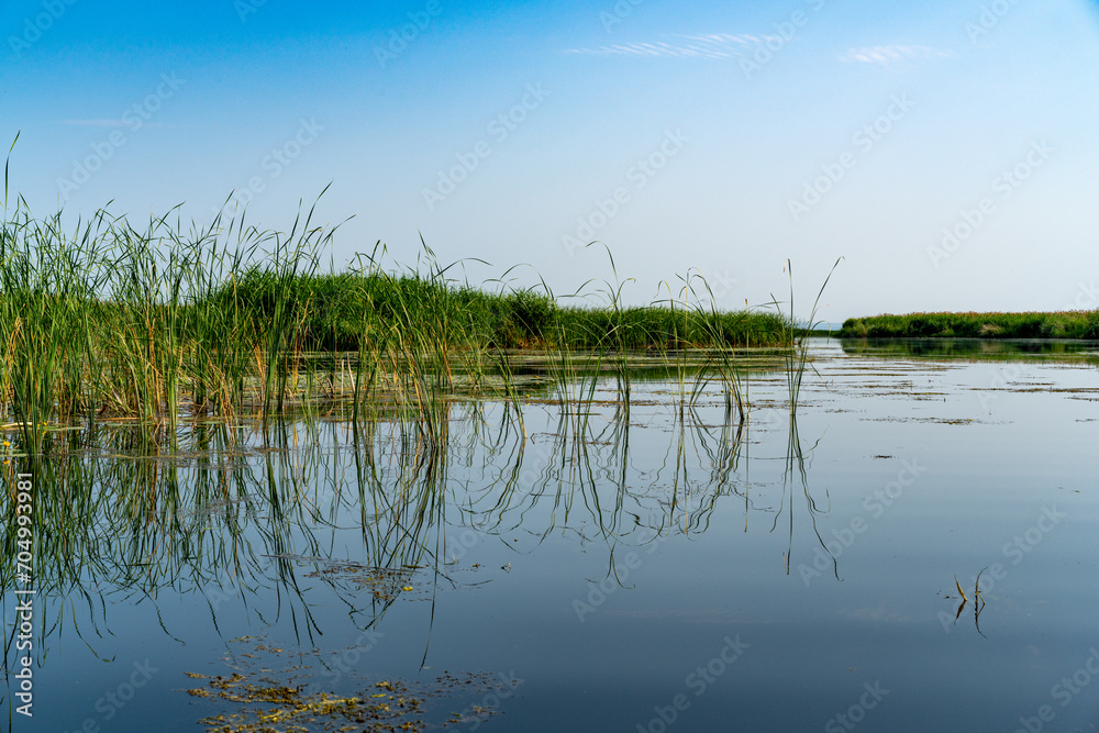 Different images of reeds on the river.
