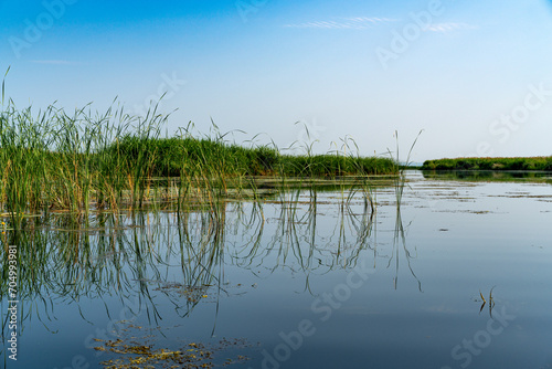 Different images of reeds on the river.