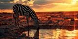 A Zebra having a drink on a safari in South Africa