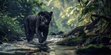 a black spotted panther is walking along the river, mysterious jungle