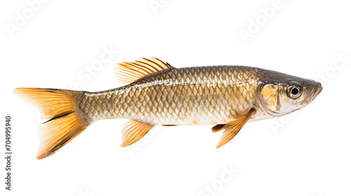 Barbourisiidae fish isolated on a transparent background © khajar